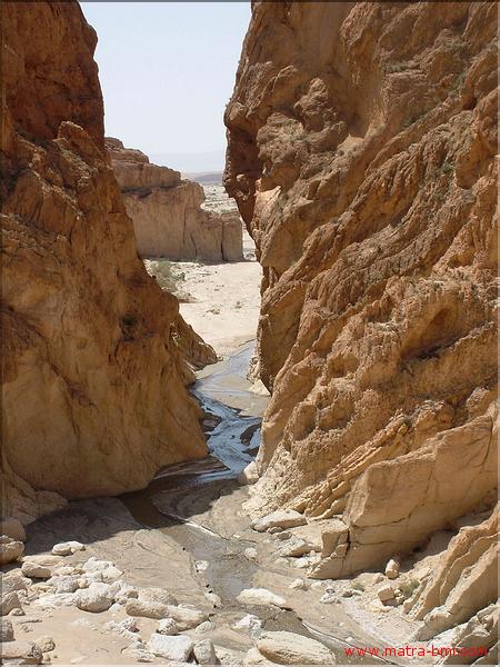 L&eacute;zard Rouge (27)