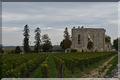 vignes St Emilion